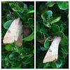 Bent-Line Dart Moths