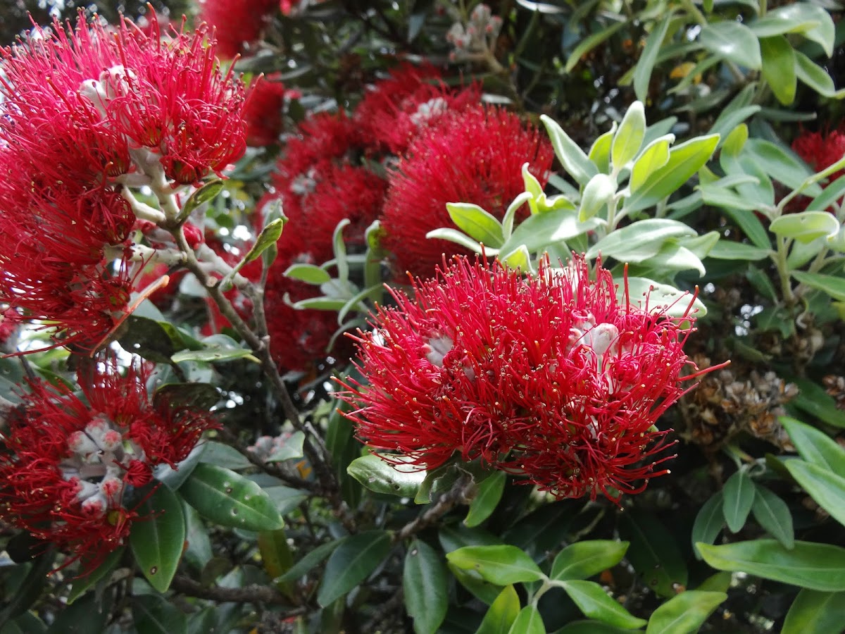 Pohutukawa