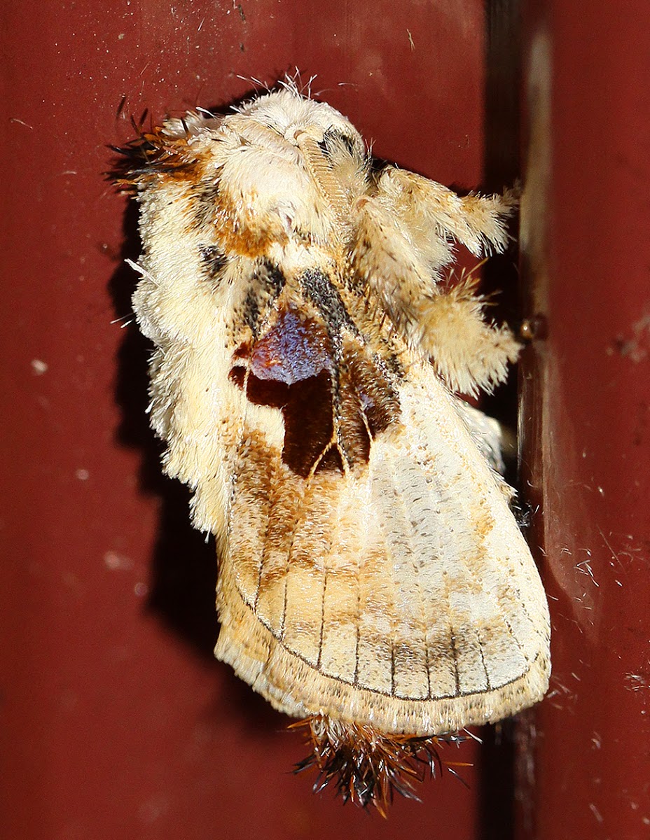 Bird Dropping Slug Moth