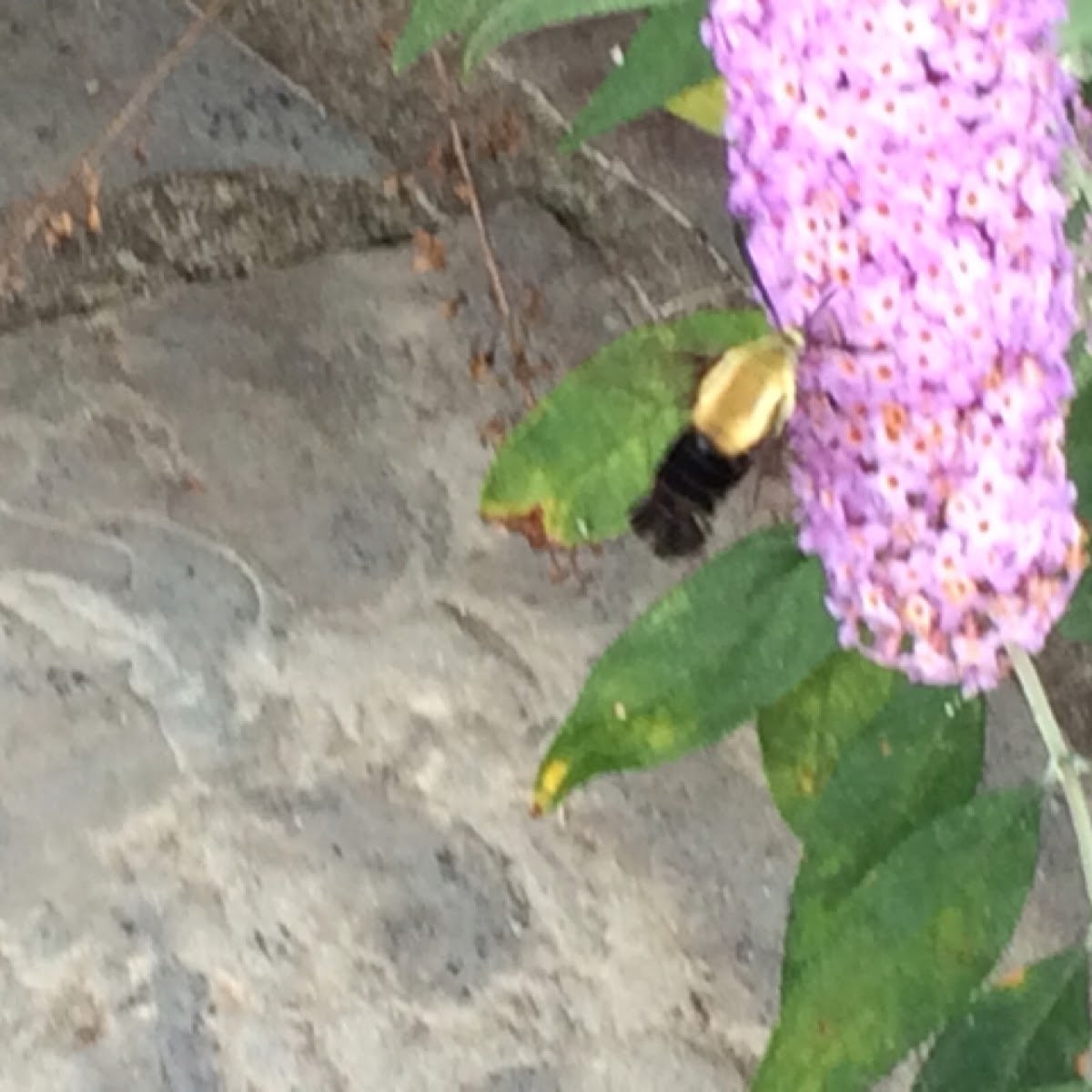 Hummingbird moth