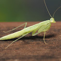 Tropidomantis gressitti