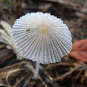 Japanese Umbrella Inkcap