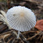 Japanese Umbrella Inkcap