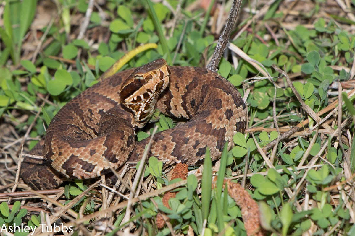 Cottonmouth