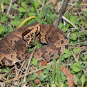 Cottonmouth