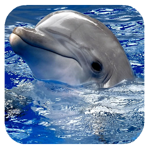 Dolphins. Live Video Wallpaper.apk 1.02