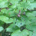 Golden silk orbweaver