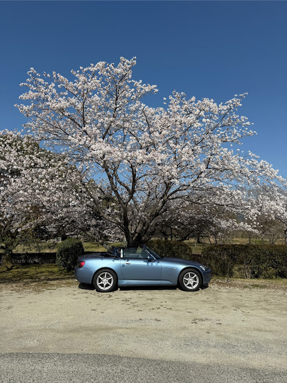 S2000の桜・RCS・ブルーレザー・ニュルブルクリンブルー・メタリック・サクラと愛車に関するカスタム事例の投稿画像1枚目