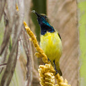 Olive-backed Sunbird ♂