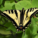 Western tiger swallowtail