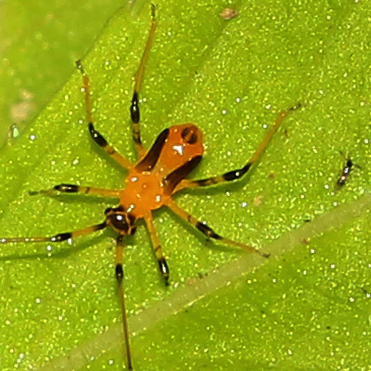 Yellow Assassin Bug (nymph)