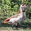 Egyptian Goose