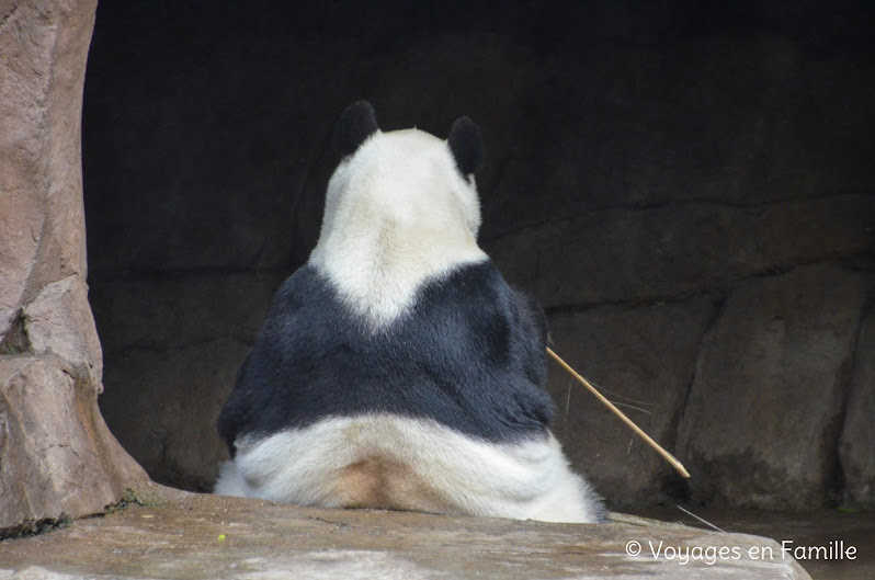 San Diego Zoo - panda trek