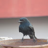 Black Drongo