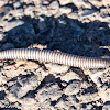 Pill Millipede