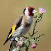 European Goldfinch