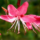 Lindheimer's beeblossom "siskiyou pink"