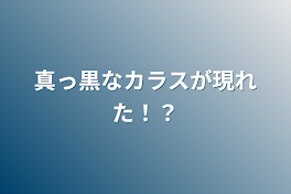 真っ黒なカラスが現れた！？