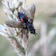 Tachinid fly