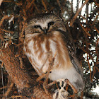 Northern Saw-whet Owl