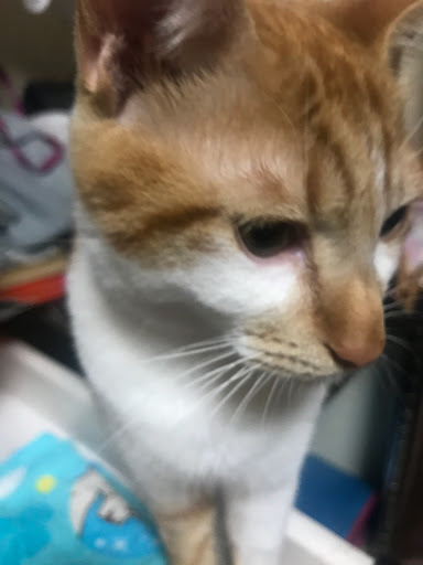 夢叶