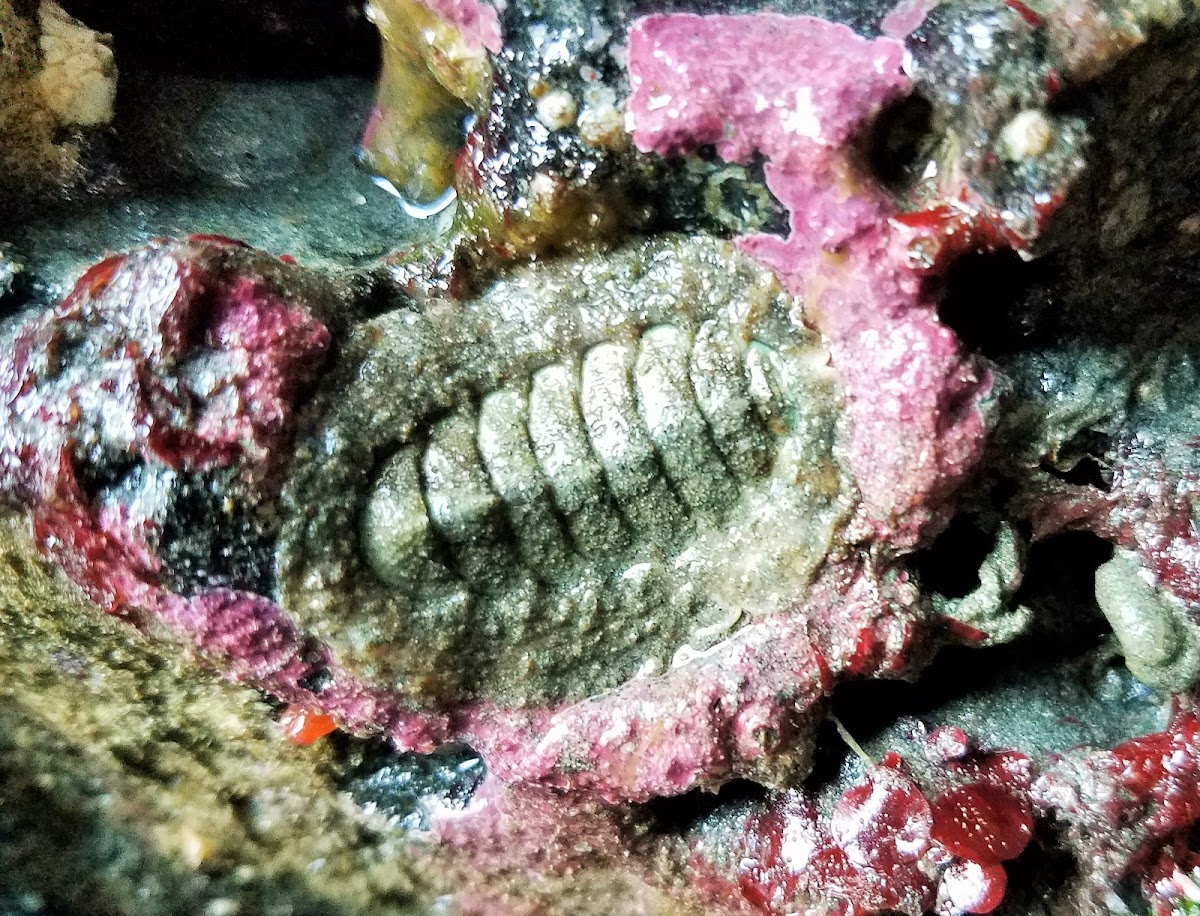 California Spiny Chiton