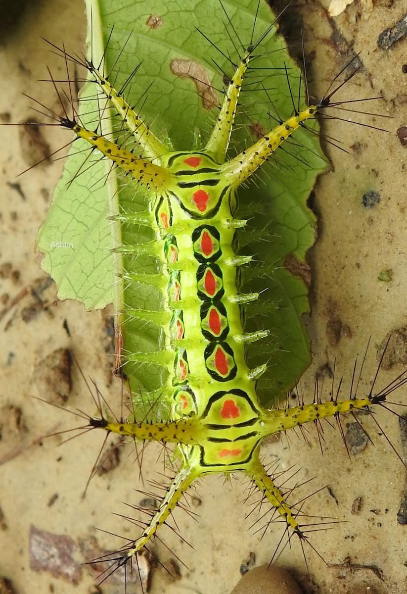 Limacodidae caterpillar