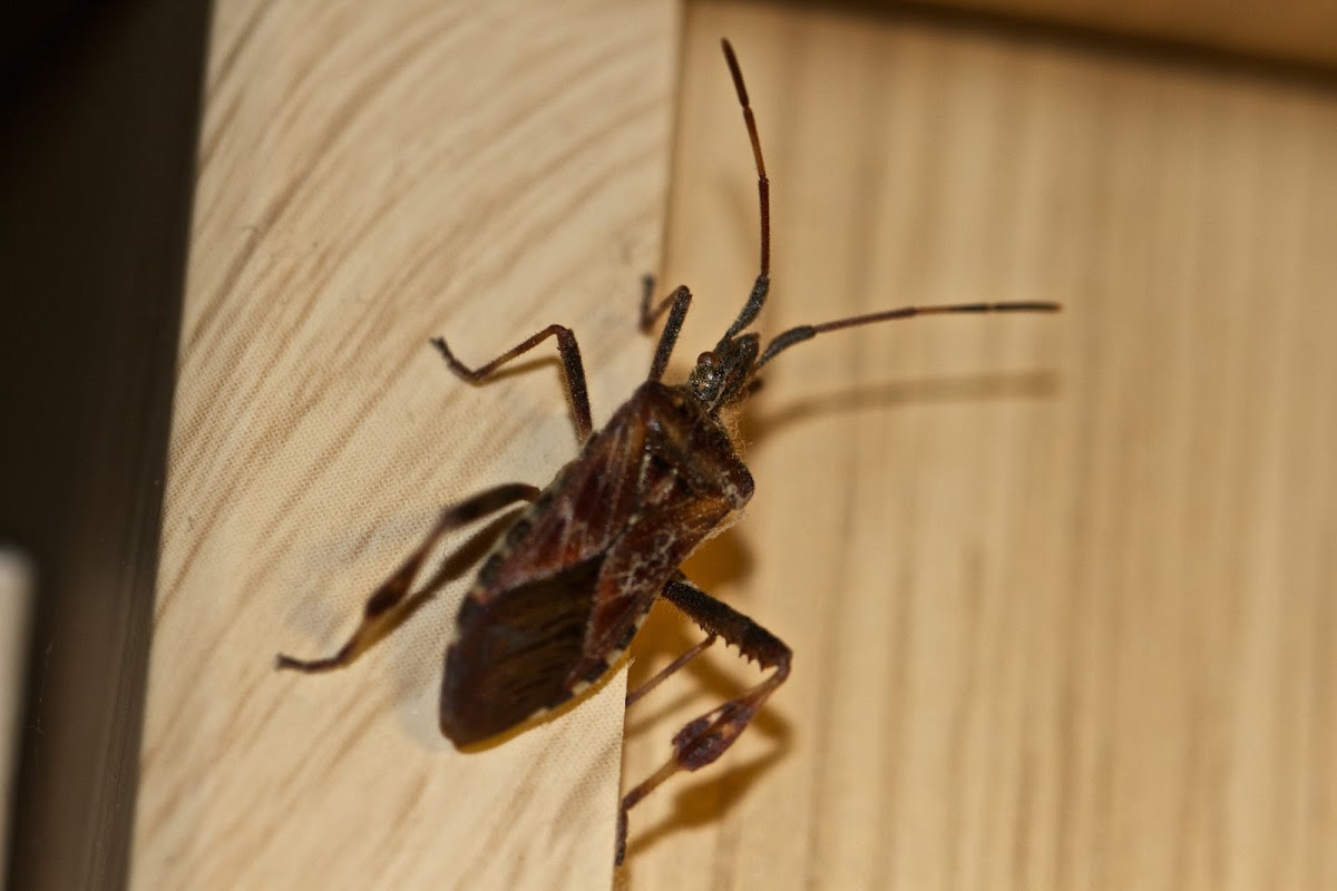 western conifer seed bug