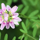 Purple Crown Vetch