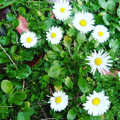 My garden-  Dettagli di primavera

  #like4like #tagsforlikes #spring #daisies #goodmorning di smart