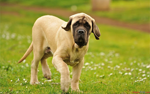 English Mastiff Live Wallpaper