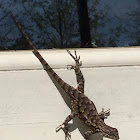 Eastern Fence Lizard