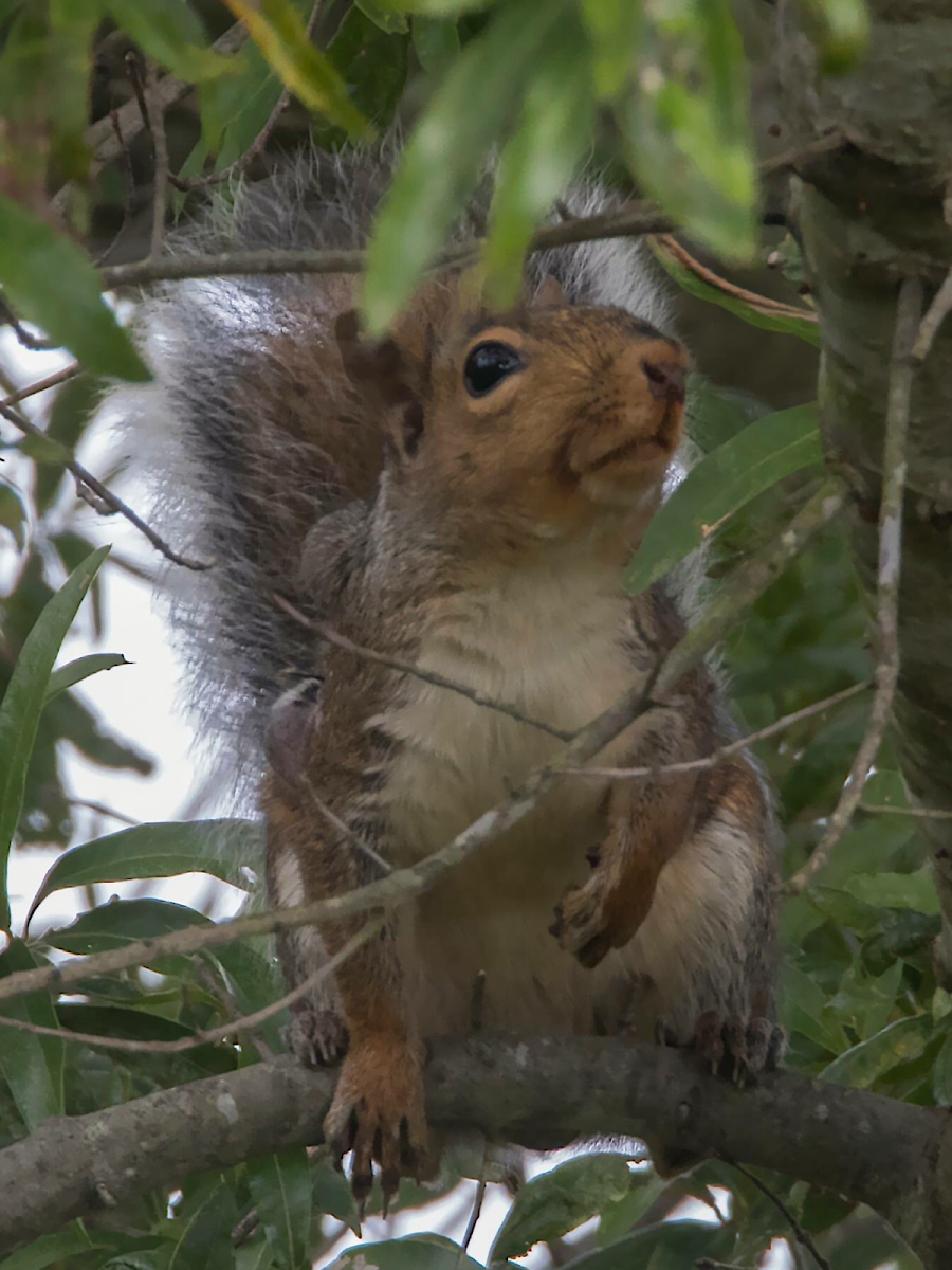 Grey squirrel