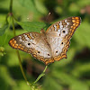 White Peacock (WSF)