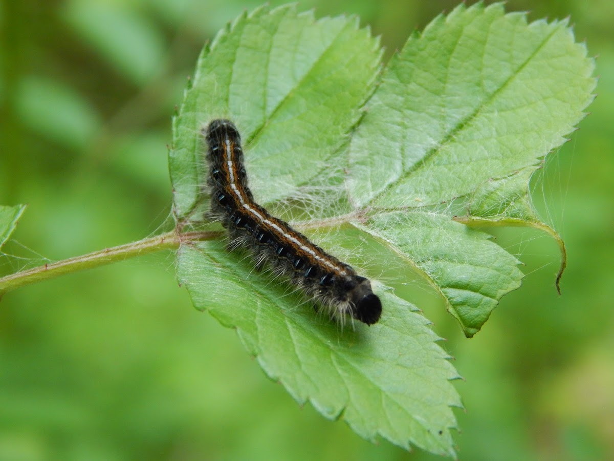 Eastern Tent Caterpillar Moth