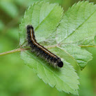 Eastern Tent Caterpillar Moth