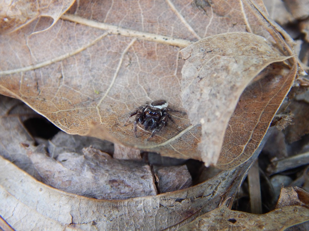 Bronze Jumper