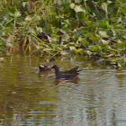 common moorhen,