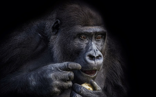 Gorilla Deeply Focused on Savoring a screenshot 2