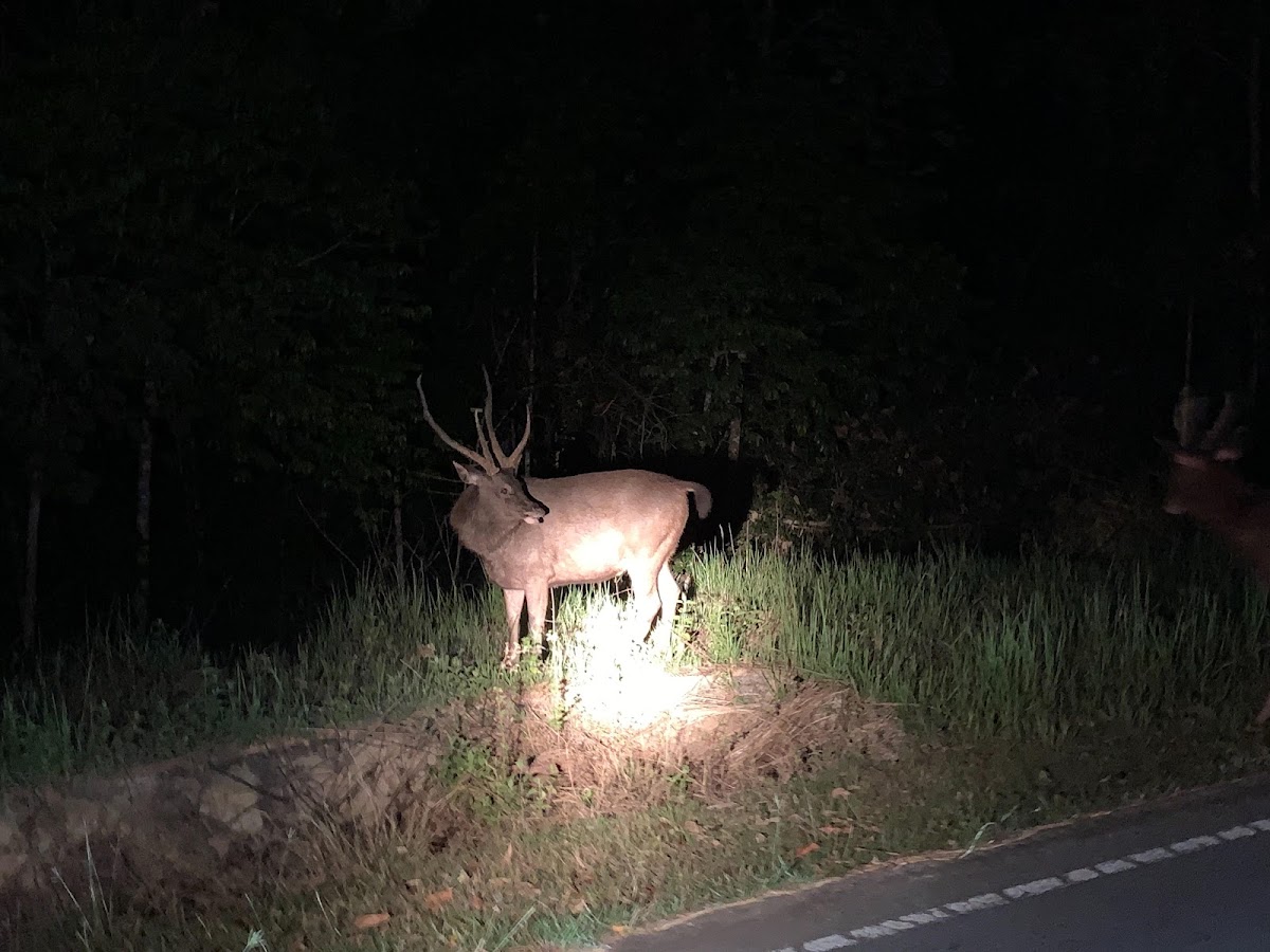 Sambar deer