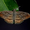 Many-banded skipper