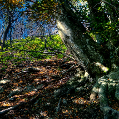 Il bosco delle fate di tolmino