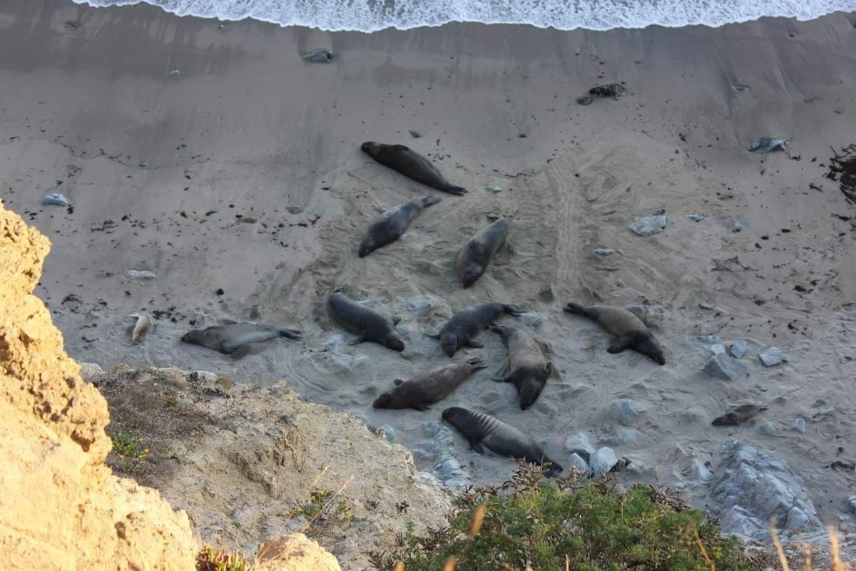 Northern elephant seals