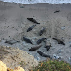 Northern elephant seals