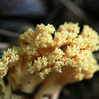 Coral Fungus