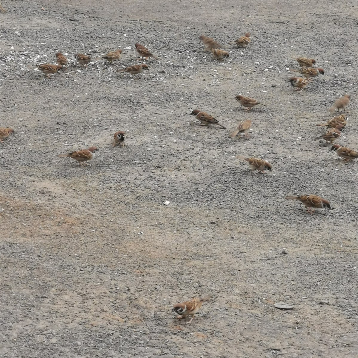 House Sparrow