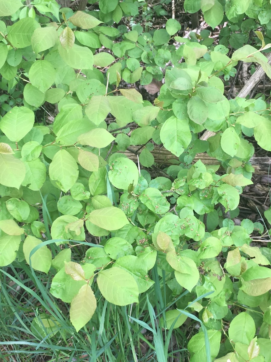 Alder-Leaved Buckthorn