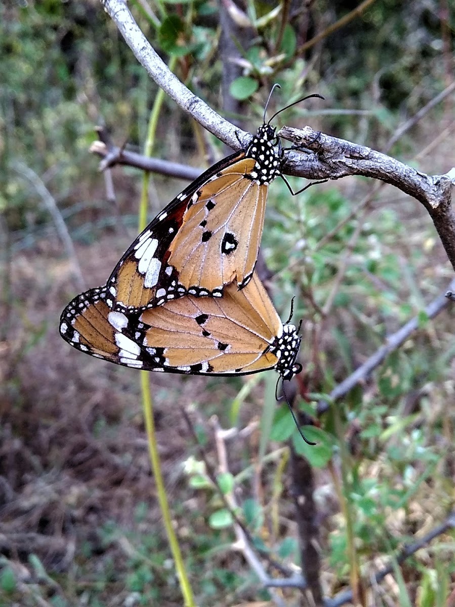 Plain Tiger Butterflies