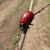 Leaf Beetle