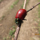 Leaf Beetle